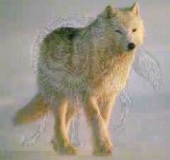 Dire_Wolf