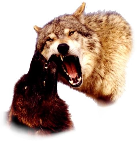 Wolf Poetry