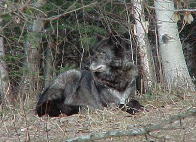 RisaWolf