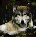 WolfEyes