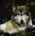 WolfEyes