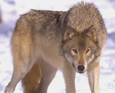 Wolfwere