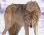 WolfWere